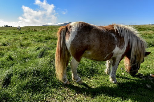 美ヶ原の景色と放牧されているポニー