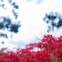 青空を背景に咲く満開の彼岸花（曼珠沙華）の写真