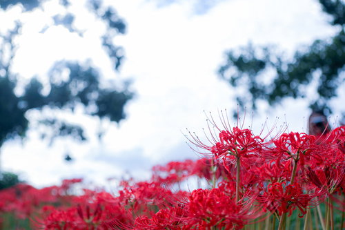 青空を背景に咲く満開の彼岸花（曼珠沙華）