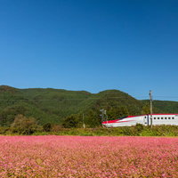 赤いそばの花畑を走る秋田新幹線こまちの田園風景の写真