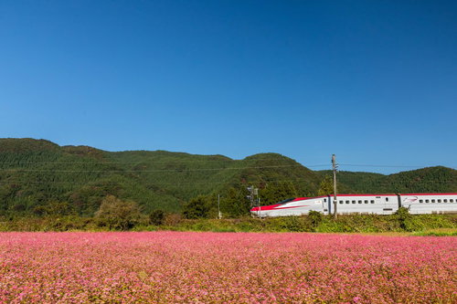 赤いそばの花畑を走る秋田新幹線こまちの田園風景