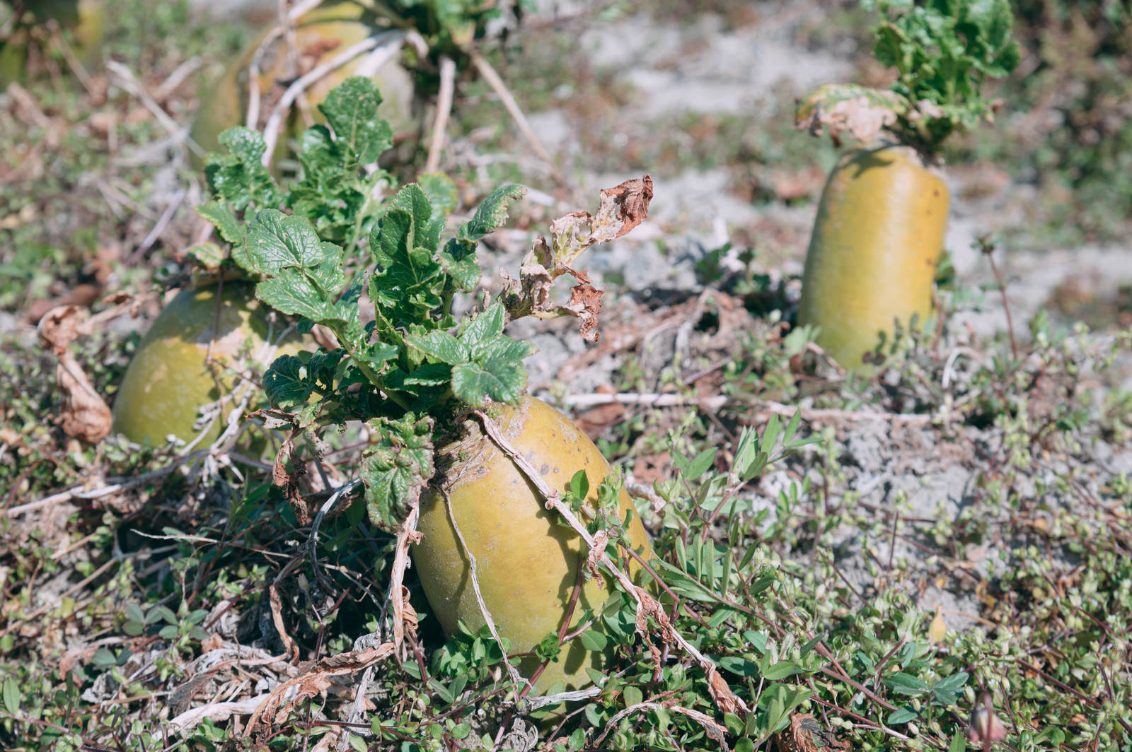 畑の土に植わった大根、緑の葉と白い根部分が見える