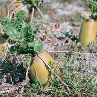 畑で育つ大根が白い根を出している様子の写真