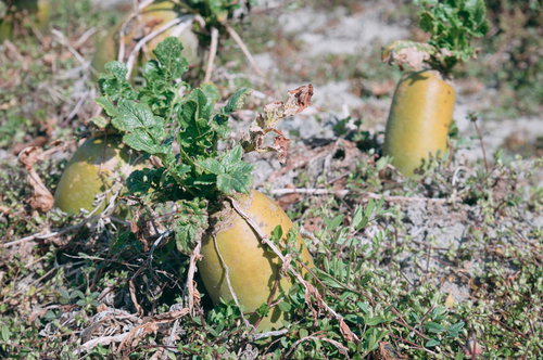 畑で育つ大根が白い根を出している様子