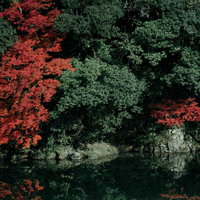 湖面に映る紅葉と緑の木々の秋の風景の写真