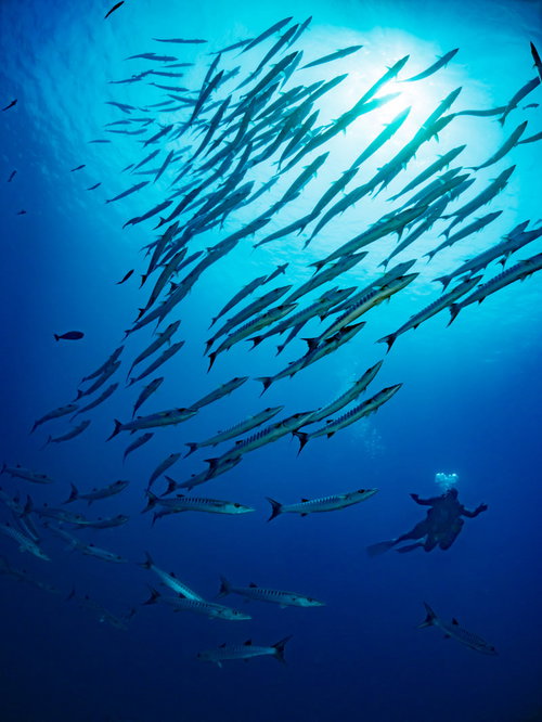 バラクーダの群れを追いかけるダイバー、深い海中での遭遇