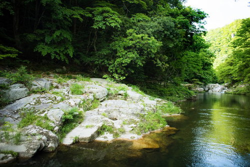 国指定の名勝、奥津渓の渓流と岩場、新緑の森