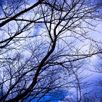 木々の枝と白い雲が織りなす冬の空 - 裸木と青空の写真