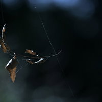 蜘蛛の糸に絡まった枯れ葉の写真