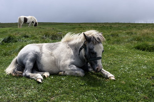 日本百名山・美ヶ原の牧場でくつろぐポニー