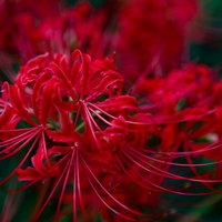 秋の野に咲く赤い彼岸花（ヒガンバナ・曼珠沙華）の写真