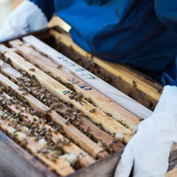 白い防護服を着たミツバチの巣箱生態チェックを行う養蜂管理者の写真