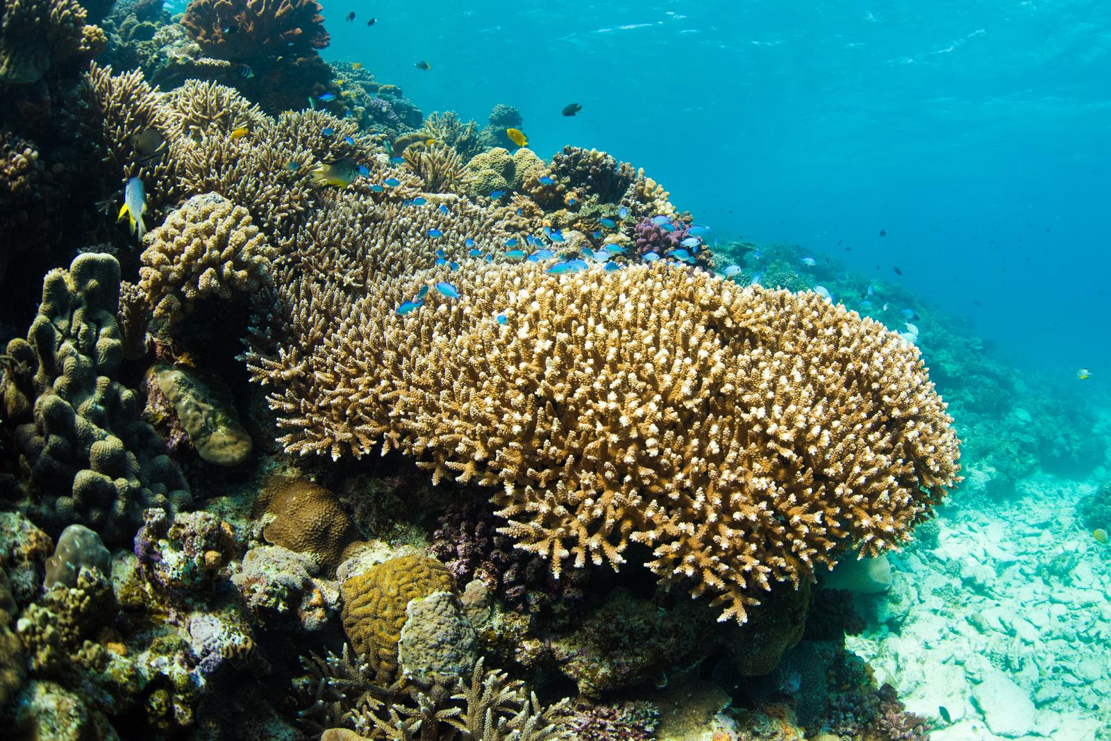 水納島の海中に群生する黄褐色のサンゴ礁と熱帯魚
