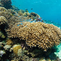 水納島の海中に広がるサンゴ礁と熱帯魚たちの写真
