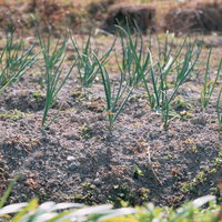 畑に生えてます、ニラの栽培風景の写真