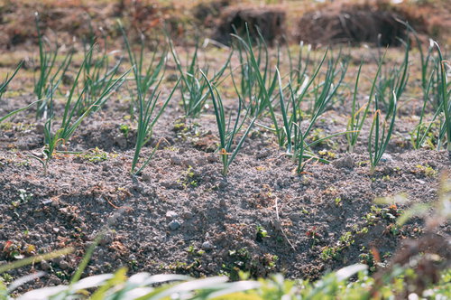 畑に生えてます、ニラの栽培風景