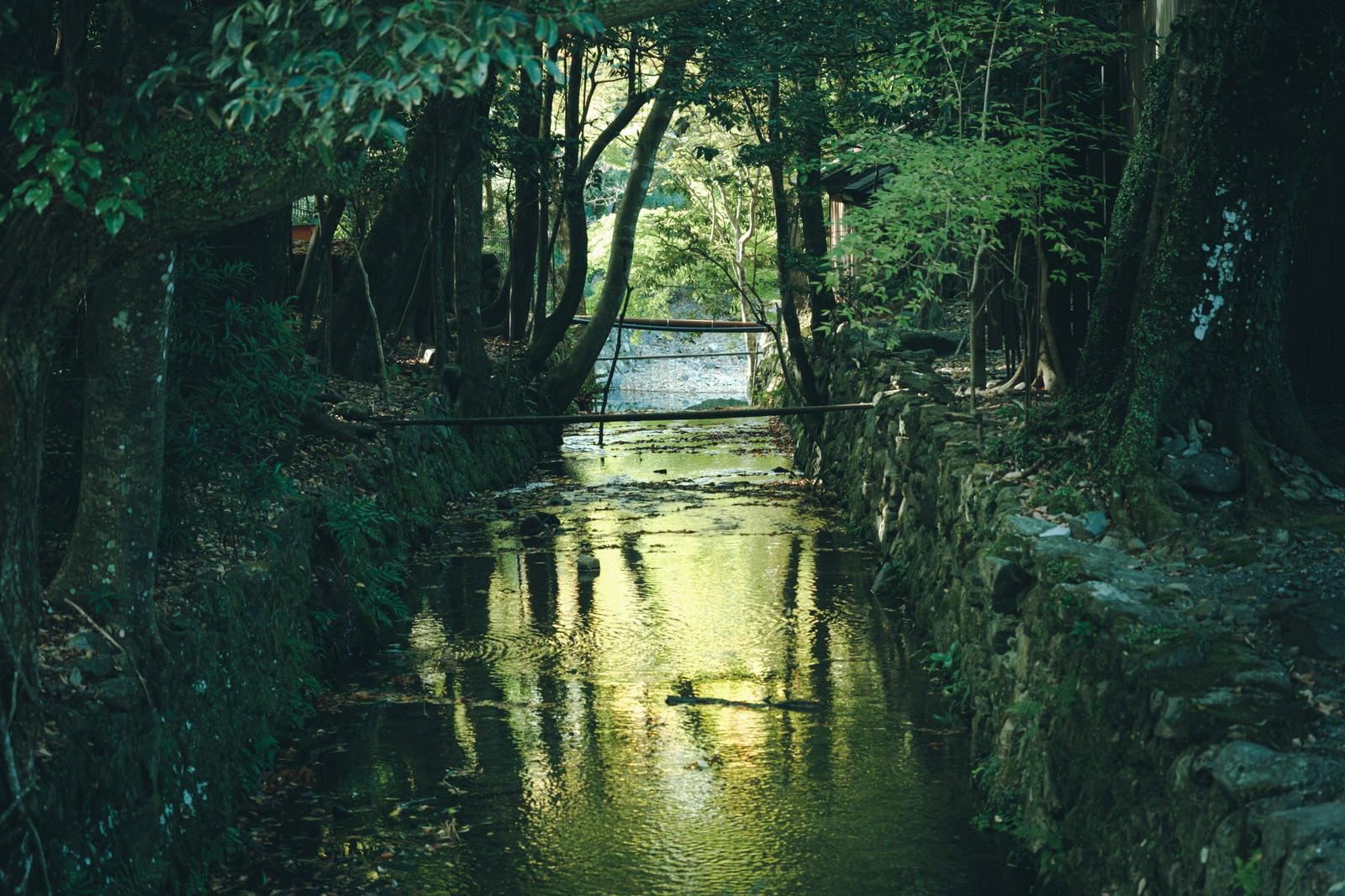 緑豊かな森の中を静かに流れる川の自然風景