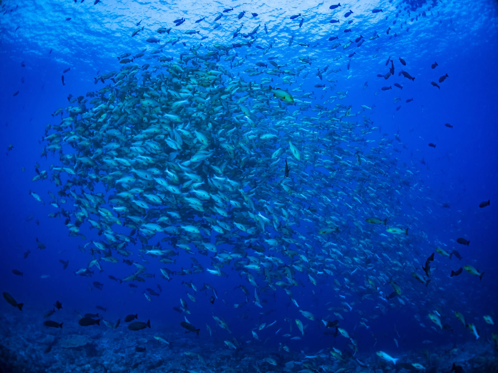 深い青色の海中を密集して泳ぐバラフエダイの群れ