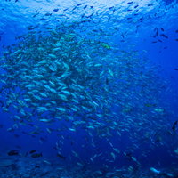 深い海中を移動するバラフエダイの群れの魚群の写真