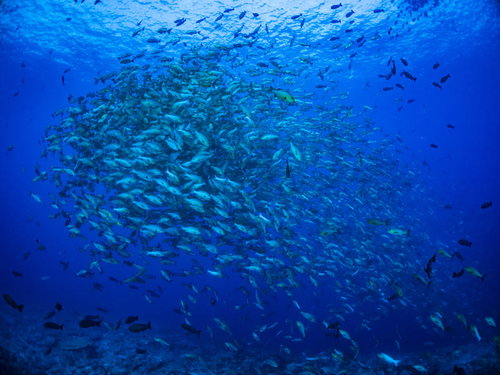 深い海中を移動するバラフエダイの群れの魚群