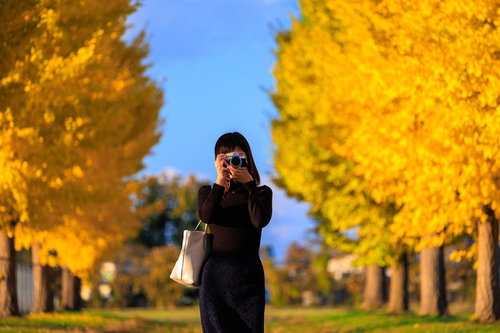 黄金色のイチョウ並木で撮影するカメラ女子