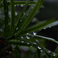雨に濡れた葉に付いた雫が光に輝くの写真