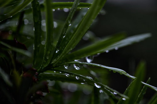 雨に濡れた葉に付いた雫が光に輝く