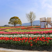 直方市のおがたチューリップフェア2022の色とりどりのチューリップ畑の写真