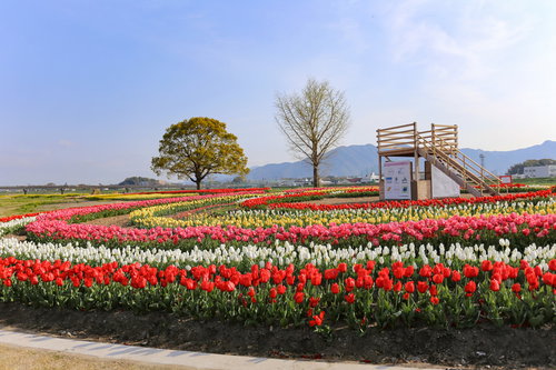 直方市のおがたチューリップフェア2022の色とりどりのチューリップ畑