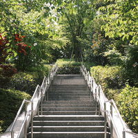 みどりに彩られた木製の階段の写真