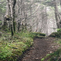 ガスに包まれる鳥倉登山道の苔むした林と山道の写真
