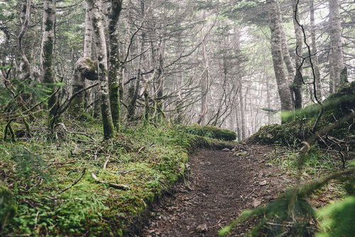 ガスに包まれる鳥倉登山道の苔むした林と山道