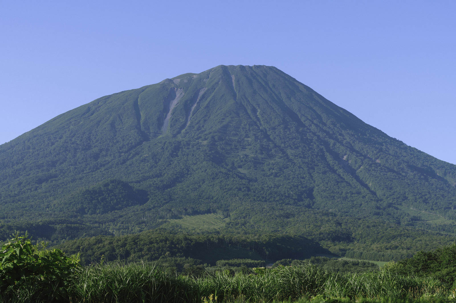 緑に覆われた羊蹄山の全景を、手前の草むらから撮影した写真