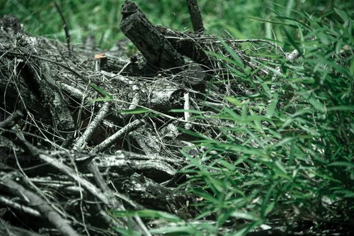 朽ちた倒木が重なり合う森のテクスチャー、苔むした木材の風化表現