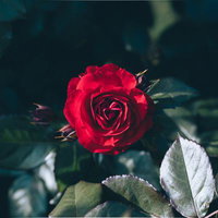 赤く咲いたバラの花、深紅色の満開の薔薇、緑の茎と葉に囲まれた園芸の写真