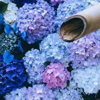 紫陽花で彩る手水鉢と柄杓の写真