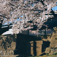 春の訪れ、古い塀と満開の桜の風景、青空に映えるの写真