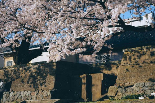 春の訪れ、古い塀と満開の桜の風景、青空に映える