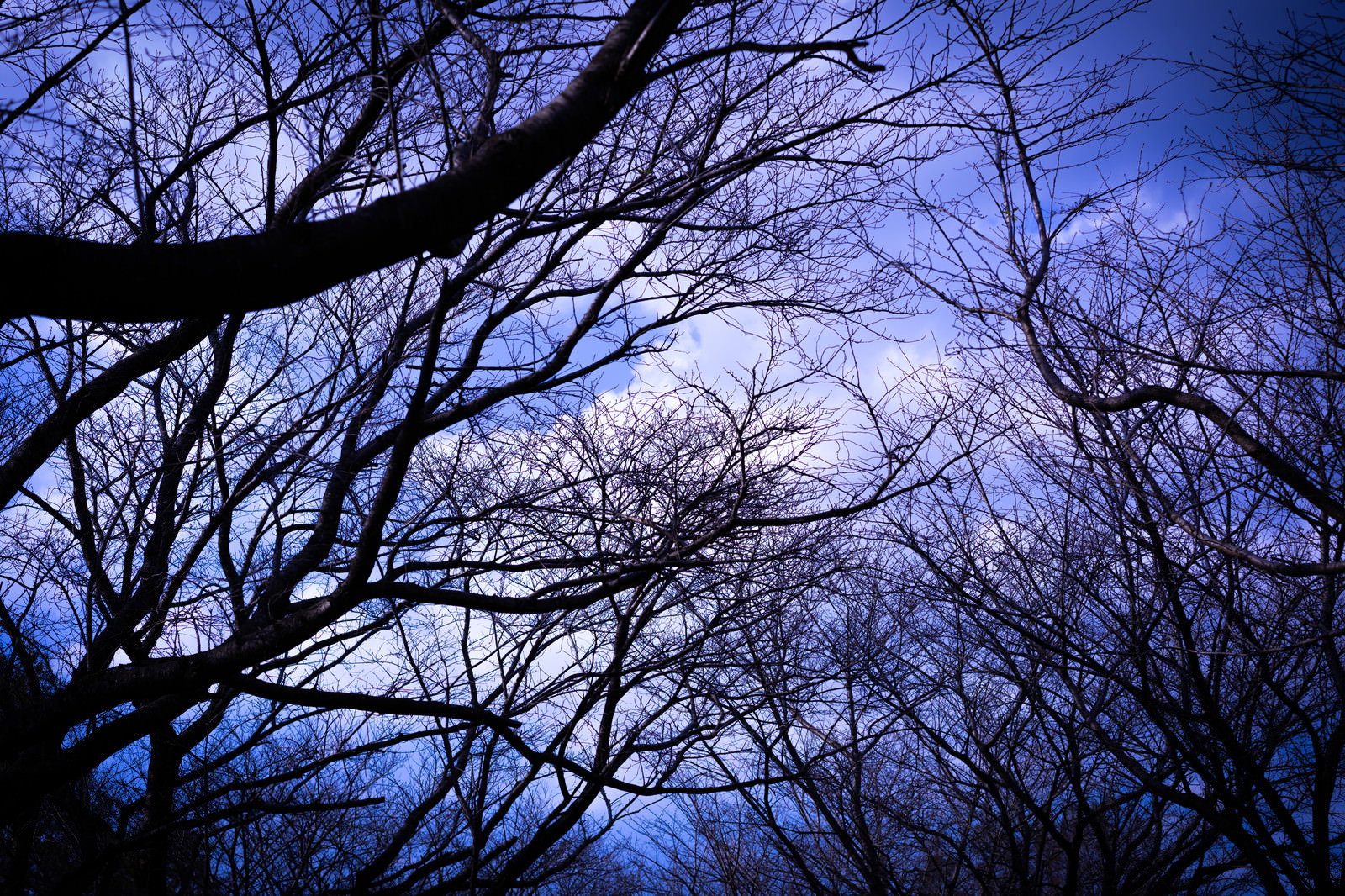 薄暗い空に広がる木の枝のシルエット