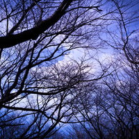 不気味な空に伸びる複雑に絡み合う木々の枝の写真
