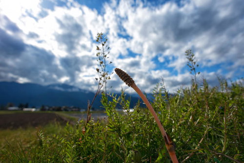 青空と春の土筆（つくし）が立ち並ぶ草地と白い雲