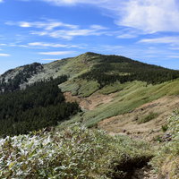 笹と針葉樹に覆われる稜線（西吾妻山）の写真