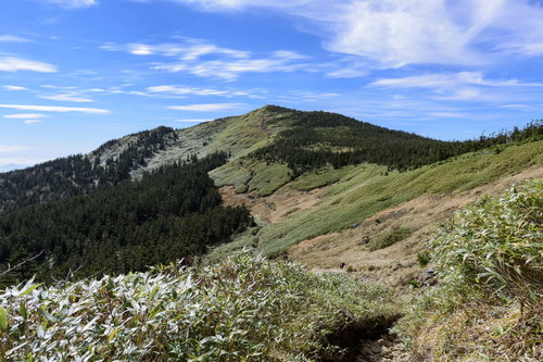 笹と針葉樹に覆われる稜線（西吾妻山）