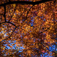 太陽に照らされて真っ赤に紅葉する天城山のもみじの写真