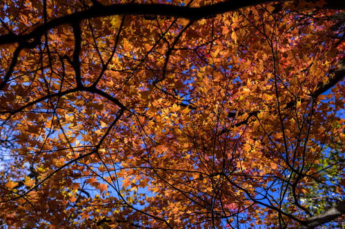 太陽に照らされて真っ赤に紅葉する天城山のもみじ