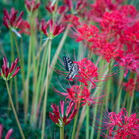赤い彼岸花に止まる黒いアゲハチョウの接写の写真