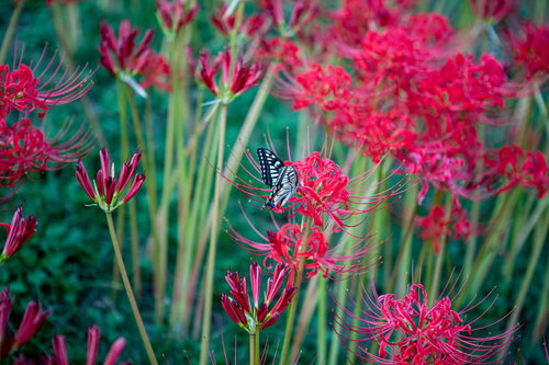 赤い彼岸花に止まる黒いアゲハチョウの接写
