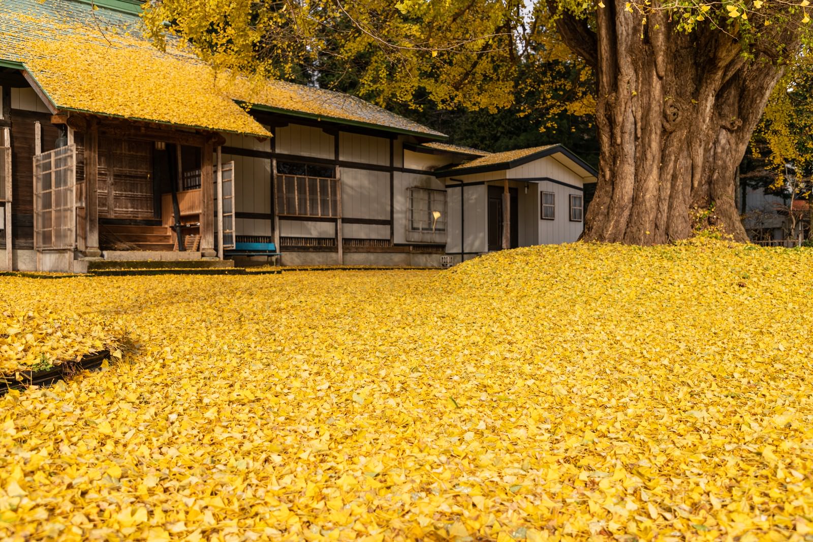 真山寺の境内に黄色いイチョウの落ち葉が一面に敷き詰められた秋の風景