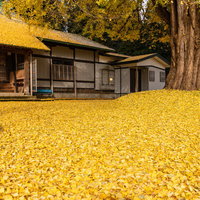 真山寺の境内に降り積もる黄色いイチョウの落葉の写真