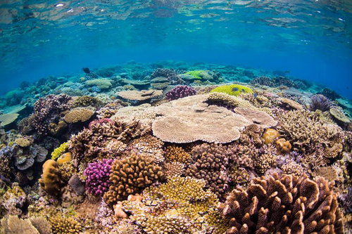 沖縄の水納島の海中に広がる多彩な珊瑚礁とカラフルなサンゴ
